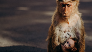 Brown Macaque monkey with her baby - Photo by cottonbro from Pexels