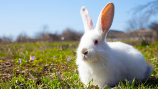 White rabbit on grass with blue sky