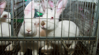 Rabbits in cage