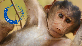 Wild monkey with World Federation for Animals logo