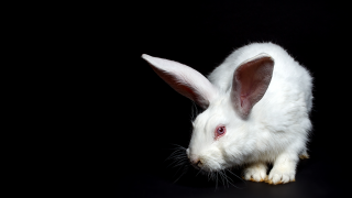 White rabbit black background