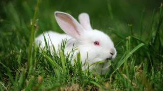 White rabbit in field