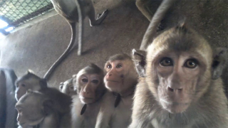 Long-tailed macaques, Cambodia breeding facility