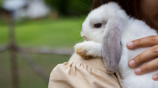 White rabbit being held over shoulder.