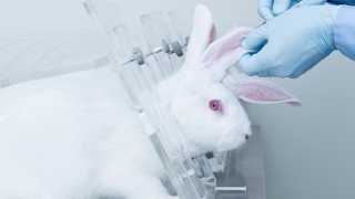 Rabbit being injected in ear