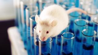 Mouse on blue test tubes