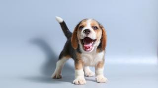 Beagle puppy