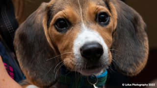 Envigo rescued beagle 