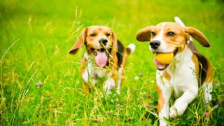 Two beagles in a field