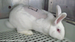 White rabbit in lab with skin shaved for testing