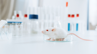 White mouse in petri dish