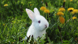 White rabbit in grass with dandelions