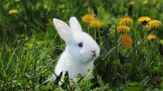 Rabbit in a field near flowers