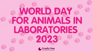 World Day for Animals in Laboratories 2023 pink graphic