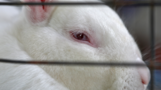 white rabbit close up in cage 