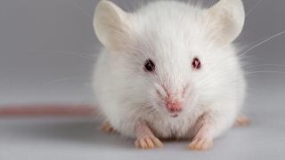 White rat facing towards the camera