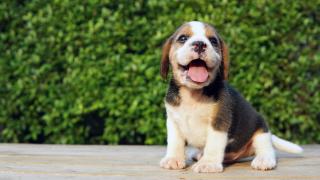 Beagle puppy