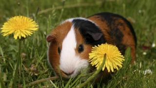 guinea pig in the grass with daisies