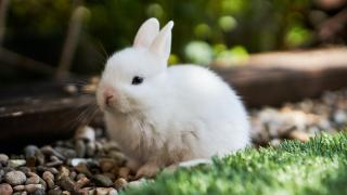 Rabbit outdoors