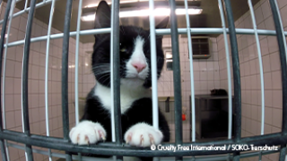 Black and white cat in laboratory investigation LPT.