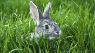 Grey rabbit in grass