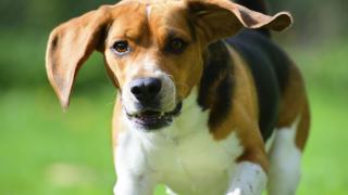Beagle running in field