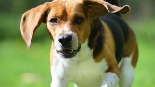 Beagle running in field 