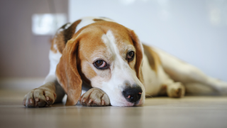 Beagle looking sad