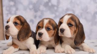 3 beagle puppies