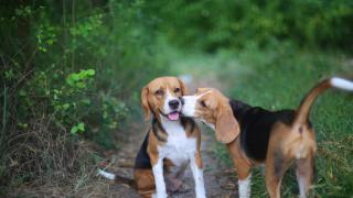 Beagles outdoors