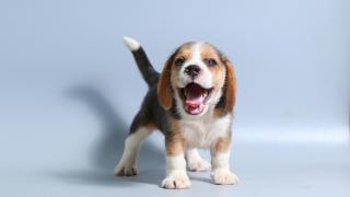 Happy beagle puppy on grey background