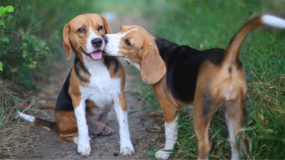 One beagle sitting on forest path being licked by another Beagle on the chin