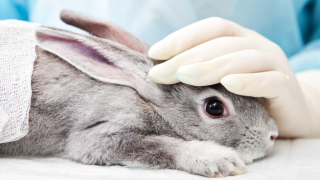 Rabbit being touched with gloved hand 