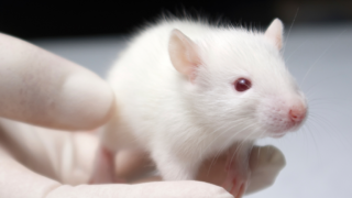 White mouse in a gloved hand 