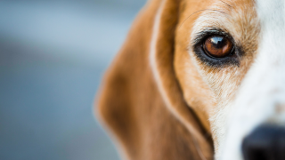 Beagle dog looking straight on