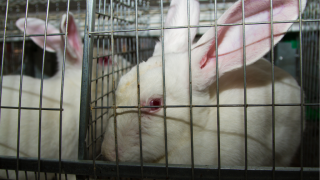 White Rabbits in a cage