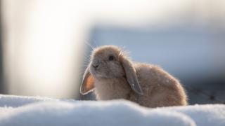 Brown rabbit in the snow