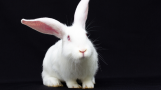 White Rabbit