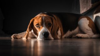 Beagle sitting in dark room