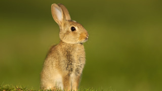 Brown Rabbit
