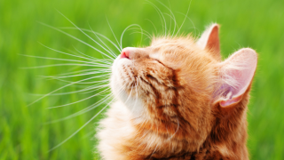Cat looking up