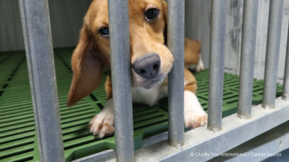 Vivotecnia investigation image of sad beagle behind bars