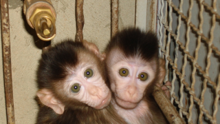 Two macaques in cage. Credit Cruelty Free International