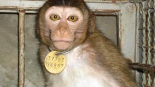 Macaque in cage. Credit: Cruelty Free International