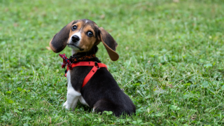 Beagle sitting in grass