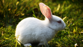 White rabbit in grass