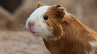 Guinea Pig