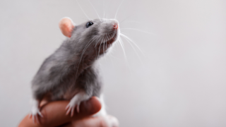 Mouse