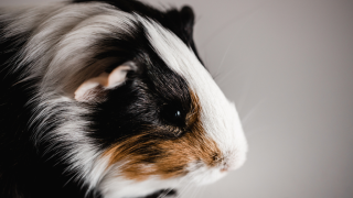 Guinea Pig