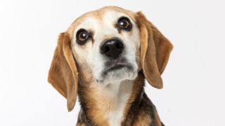 Beagle looking up 